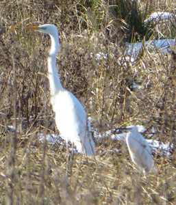 Egrets, copyright Paul Jennings